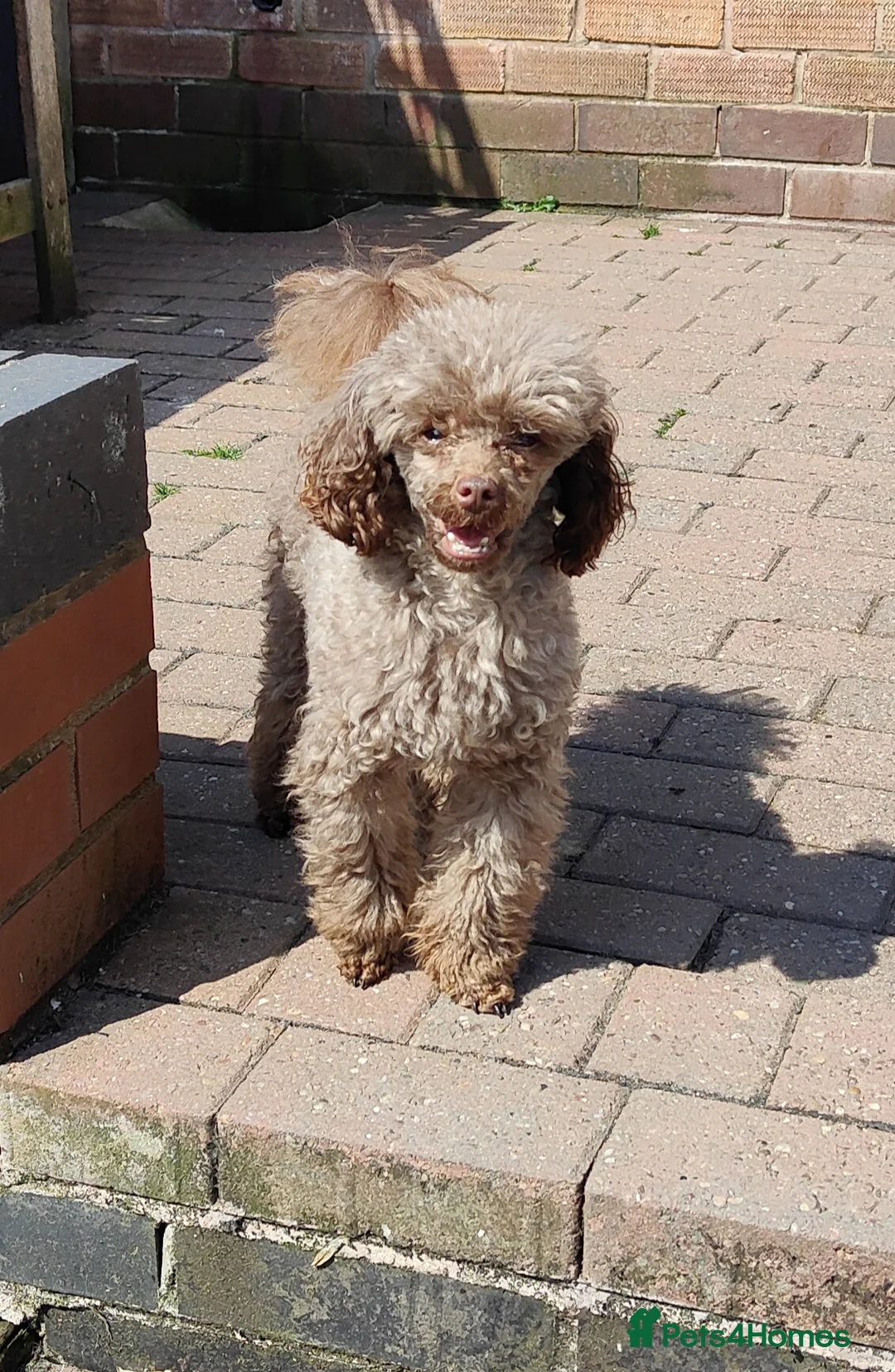 Toy Poodle dogs for stud: Stunning Chocolate Toy Poodle  in Stafford - Advert 10
