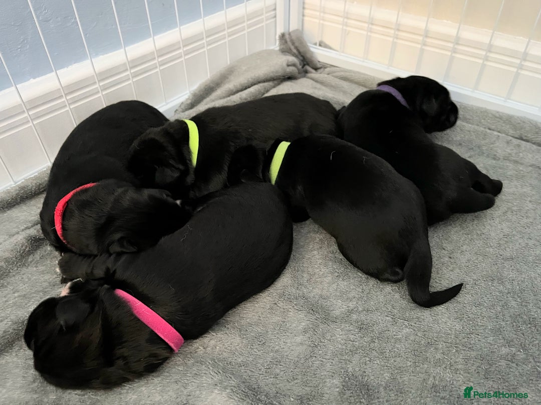 Mixed Breed dogs for sale: English Springer Spaniel X Husky (Spruskys)  - Advert 1