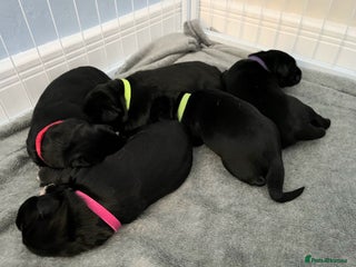 Mixed Breed dogs English Springer Spaniel X Husky (Spruskys) - Advert 4