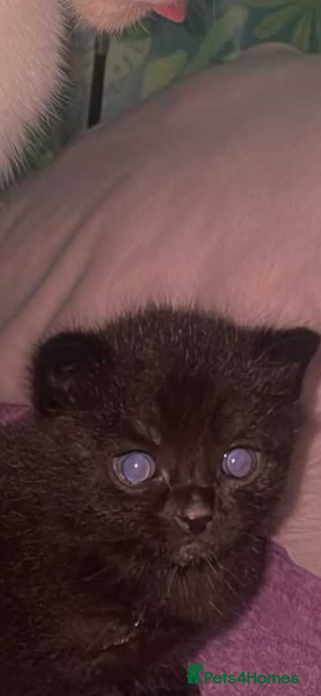 Maine Coon cats for sale: Beautiful Maine coon x kittens  - Image 6