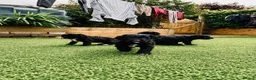 Sproodle dogs for sale: Stunning F1 Sproodles  - Advert 8