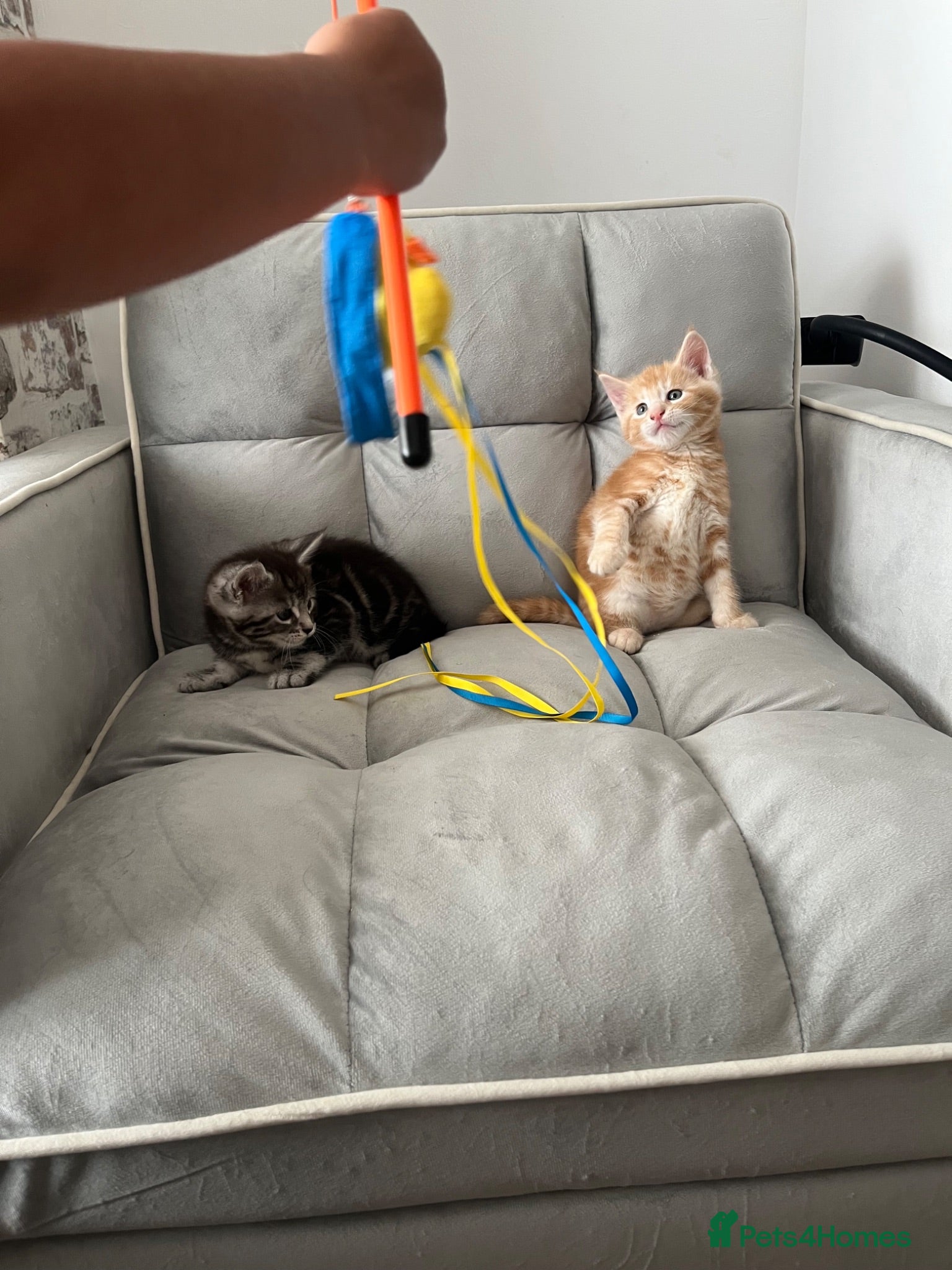 Mixed Breed cats 2Maine Coon Cross Male Kittens Need Loving Homes . - Advert 2