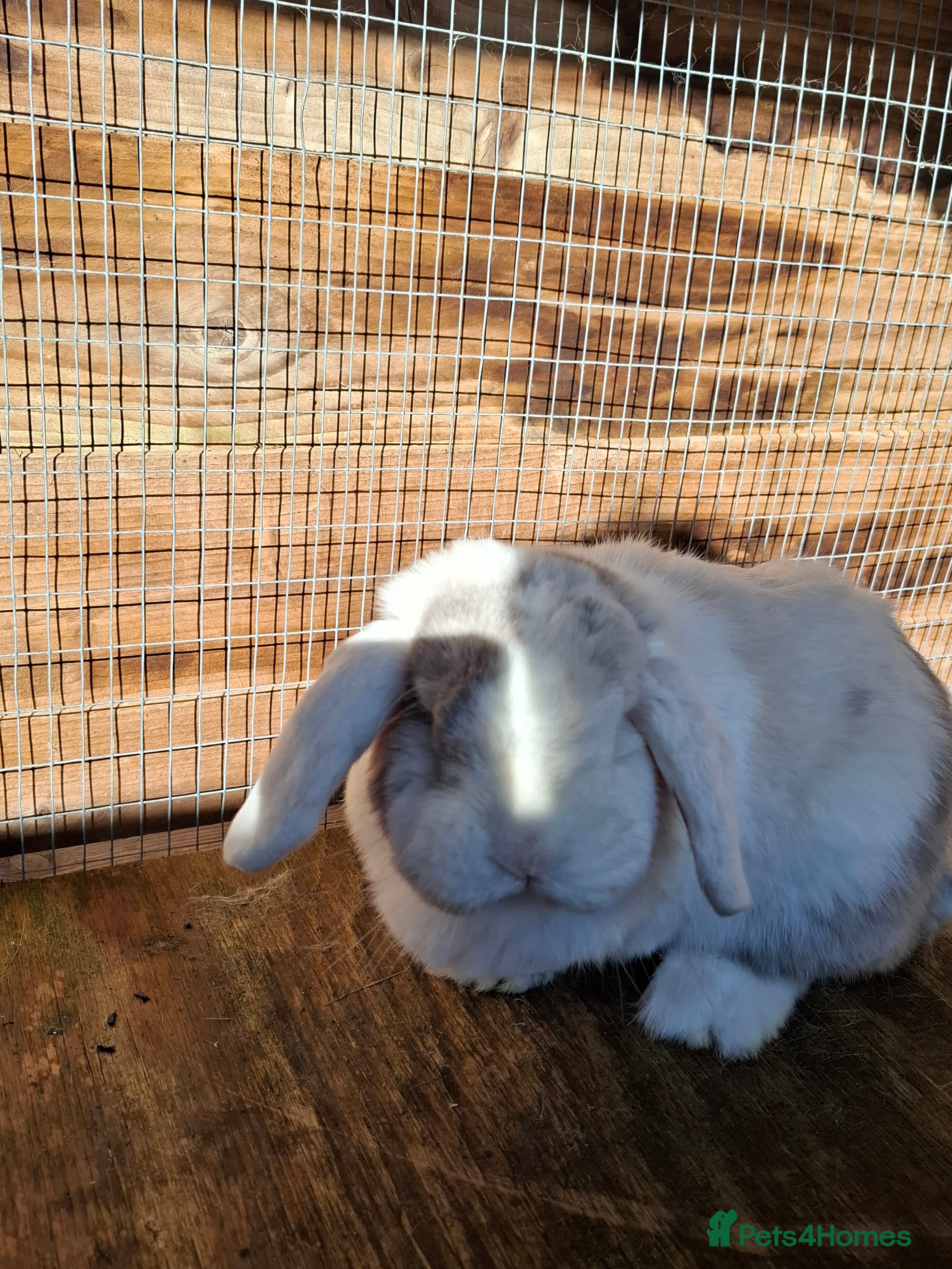 Mini Lop rabbits Lily looking for her forever home - Advert 1