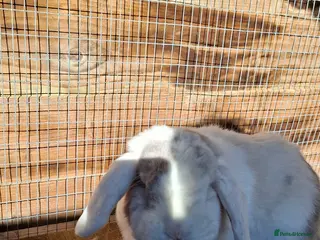 Mini Lop rabbits Lily looking for her forever home - Advert 1