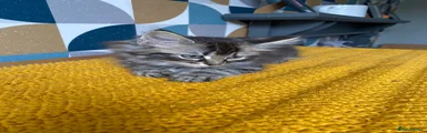 Domestic Shorthair 3