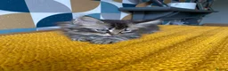 Domestic Shorthair cats for sale: Domestic possible longhaired kittens  - Advert 7