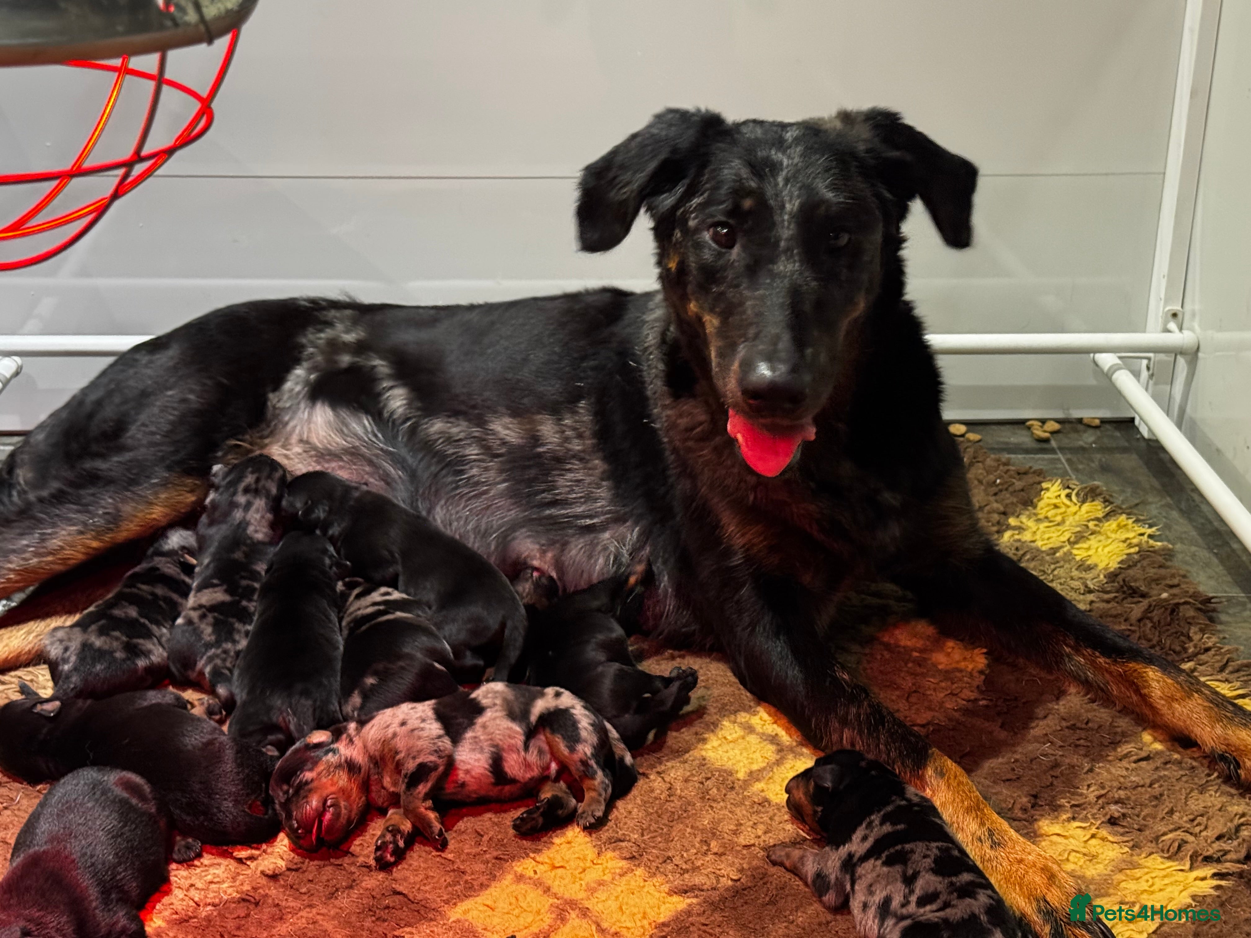 Beauceron dogs Health tested KC registered beauceron - Advert 2