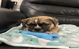 Old Tyme Bulldog dogs for sale: Old Tyme Bulldog puppies for sale - Image 19