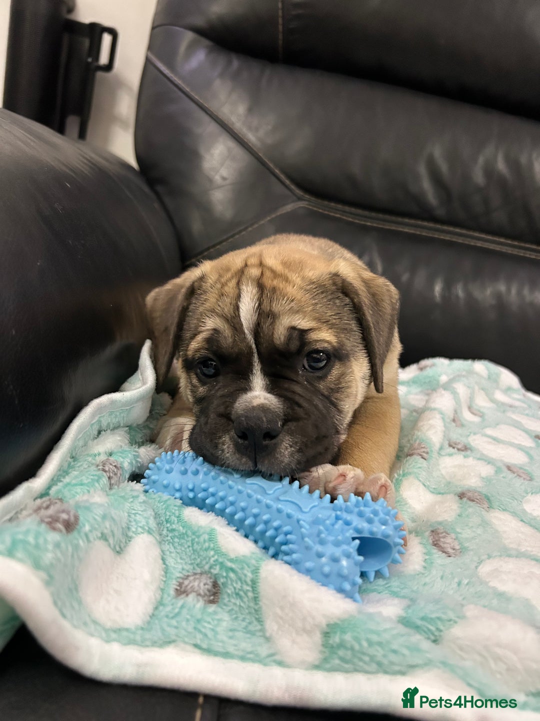 Old Tyme Bulldog dogs for sale: Old Tyme Bulldog puppies for sale - Image 19