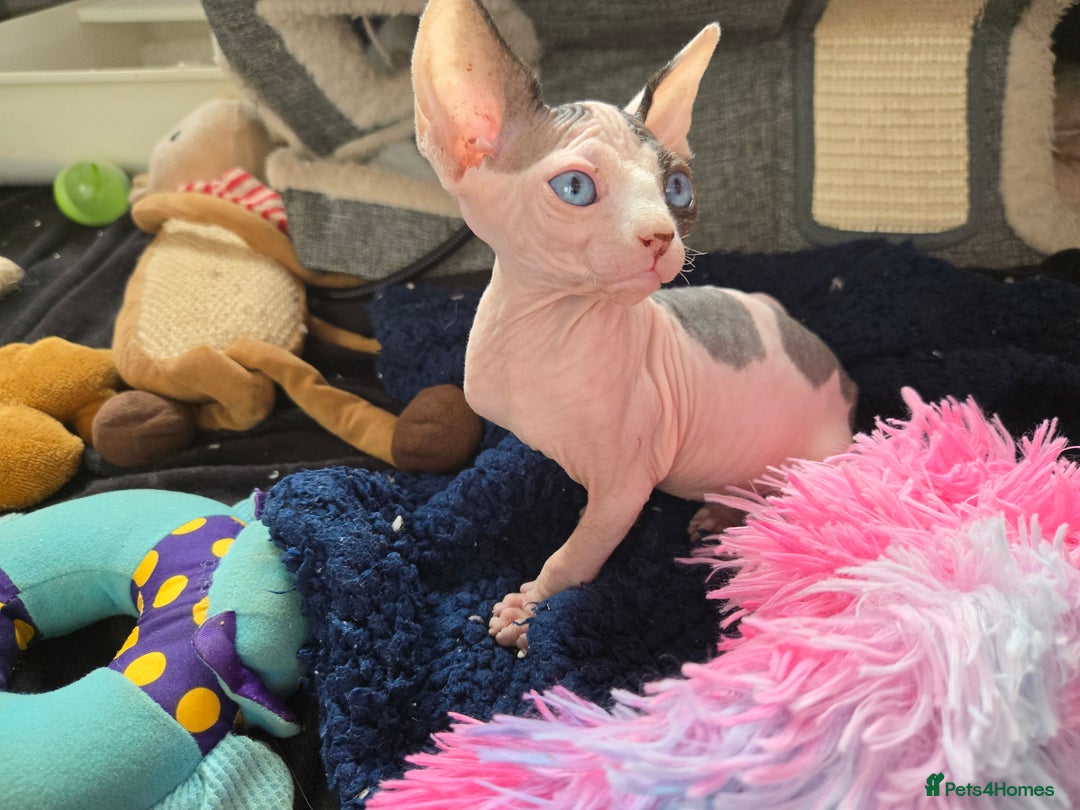 Sphynx cats for sale: Blue Eyes sphynx kittens GCCF and TICA  - Image 14