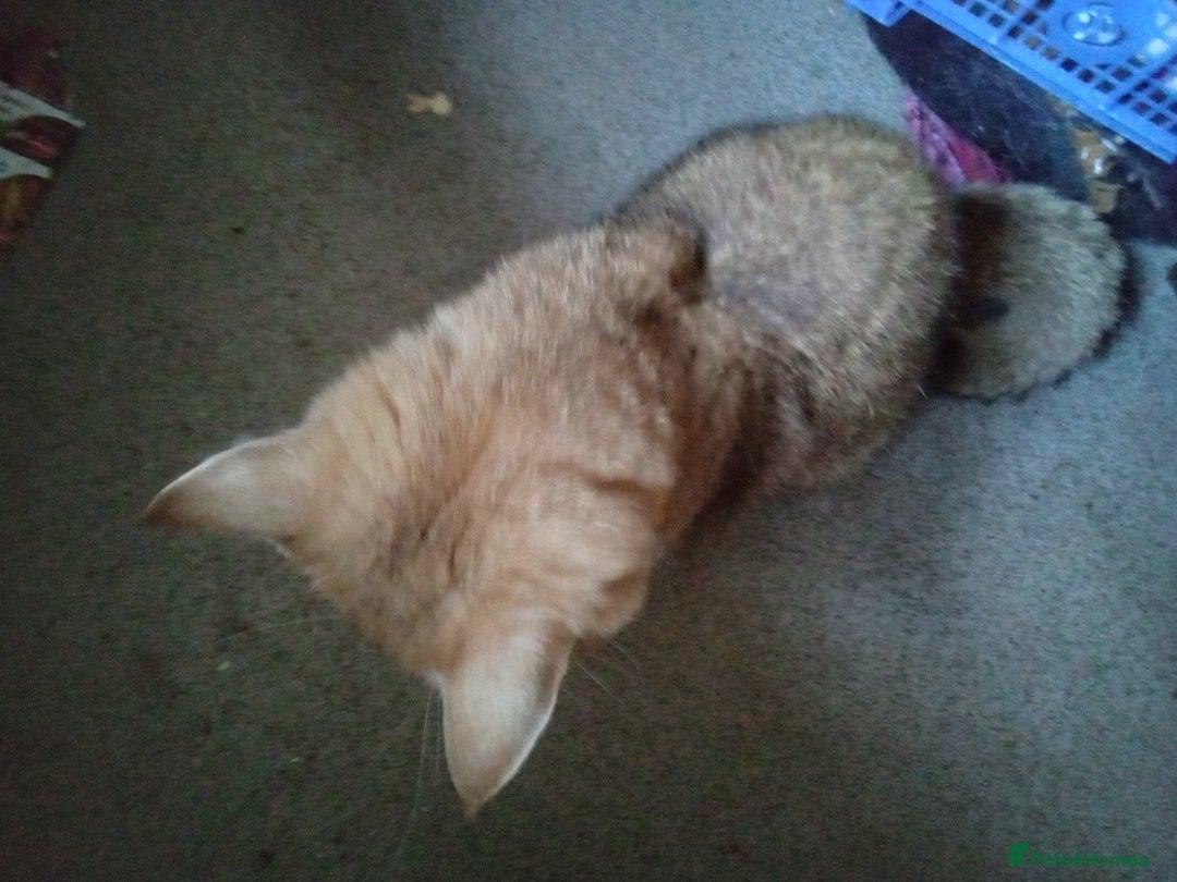 British Shorthair cats for sale: BSH cats male and female  - Advert 2