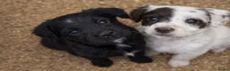 Cocker Spaniel dogs for sale: cocker spaniel puppies  - Advert 19