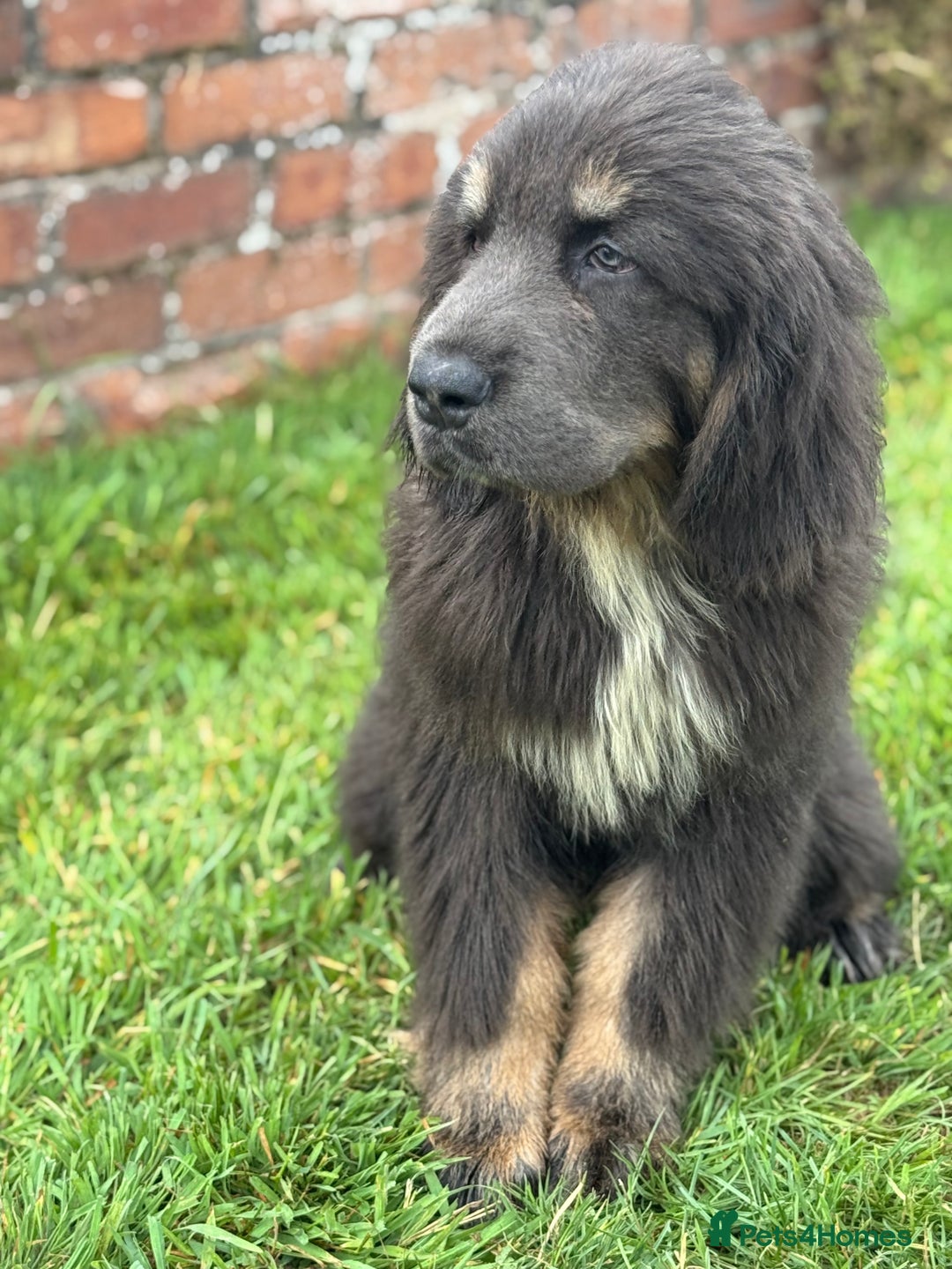 Tibetan Mastiff dogs for sale: Ready now - Exceptional Tibetan Mastiff Puppies - Image 2