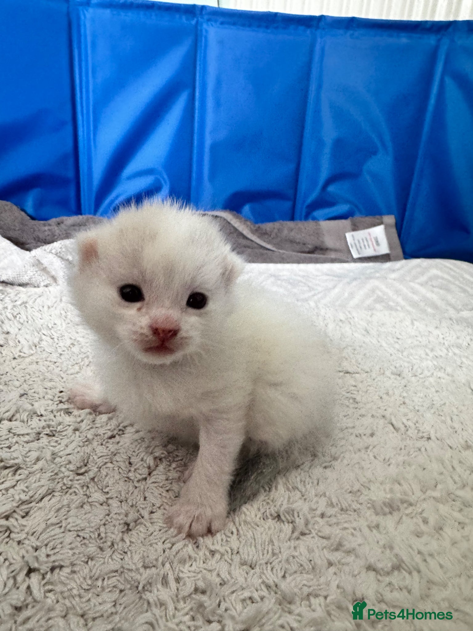 Siamese cats Siamese stunners  - Advert 2