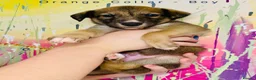 Lurcher dogs for sale: 6 Stunning Lurcher Pups Available 23rd March - Advert 23