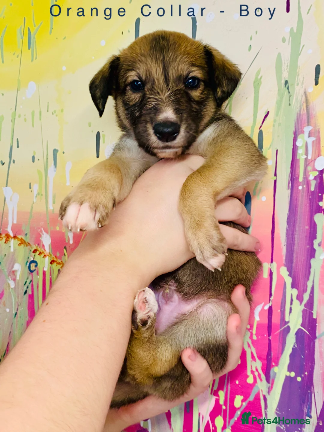 Lurcher dogs for sale: 6 Stunning Lurcher Pups Available 23rd March - Advert 23