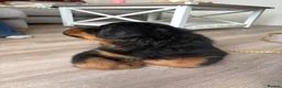 Rottweiler dogs for sale: Fluffy Rottweiler  - Advert 17