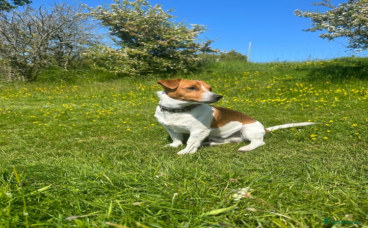 Jack Russell dogs - Advert 1