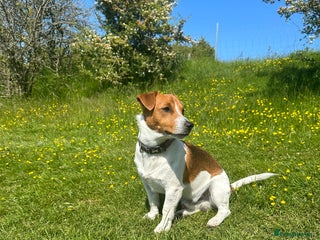 Jack Russell dogs - Advert 28
