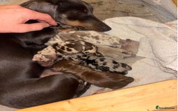 Miniature Dachshund dogs for sale: affectionate dapples sausages minis - Image 9
