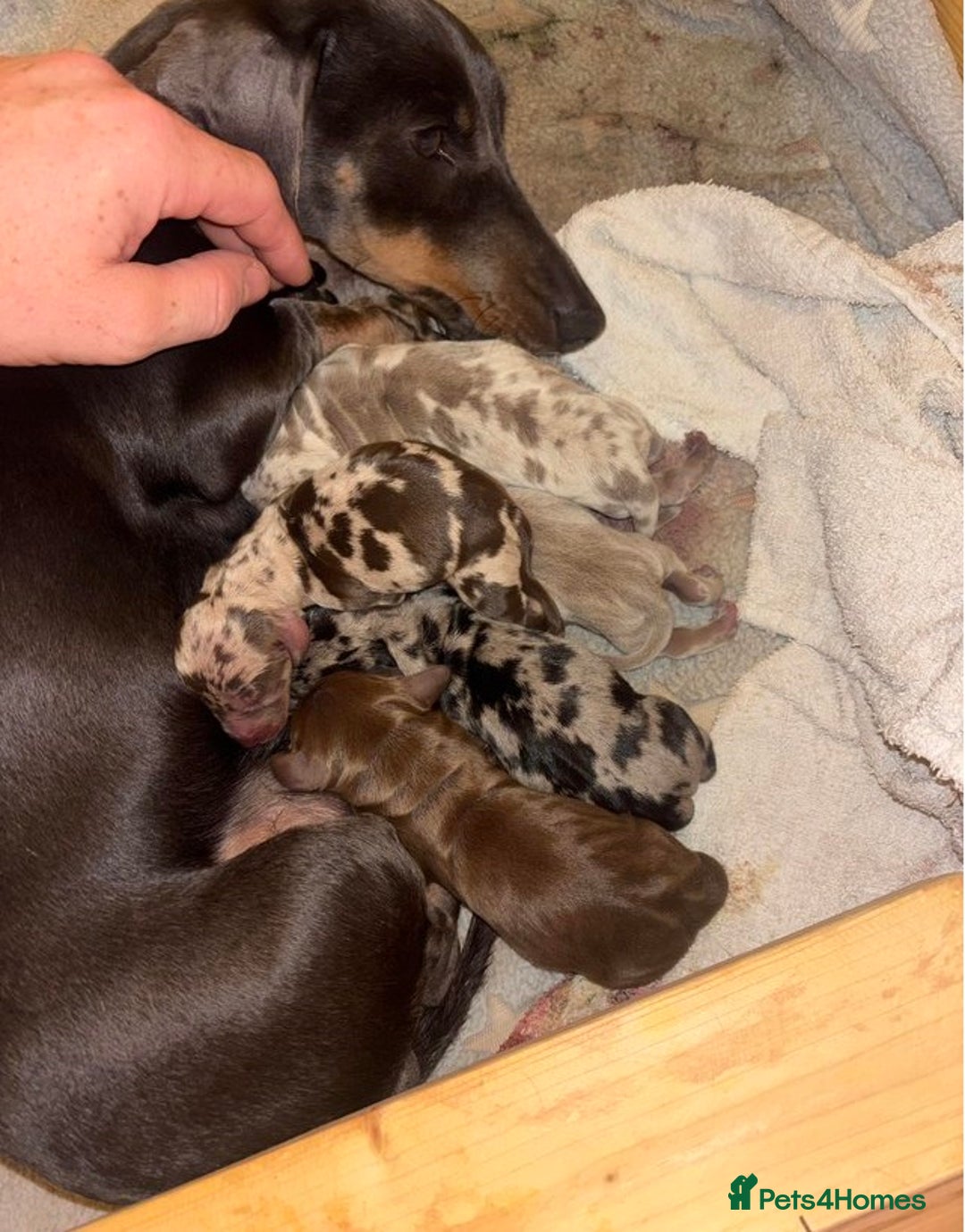 Miniature Dachshund dogs for sale: affectionate dapples sausages minis - Image 9