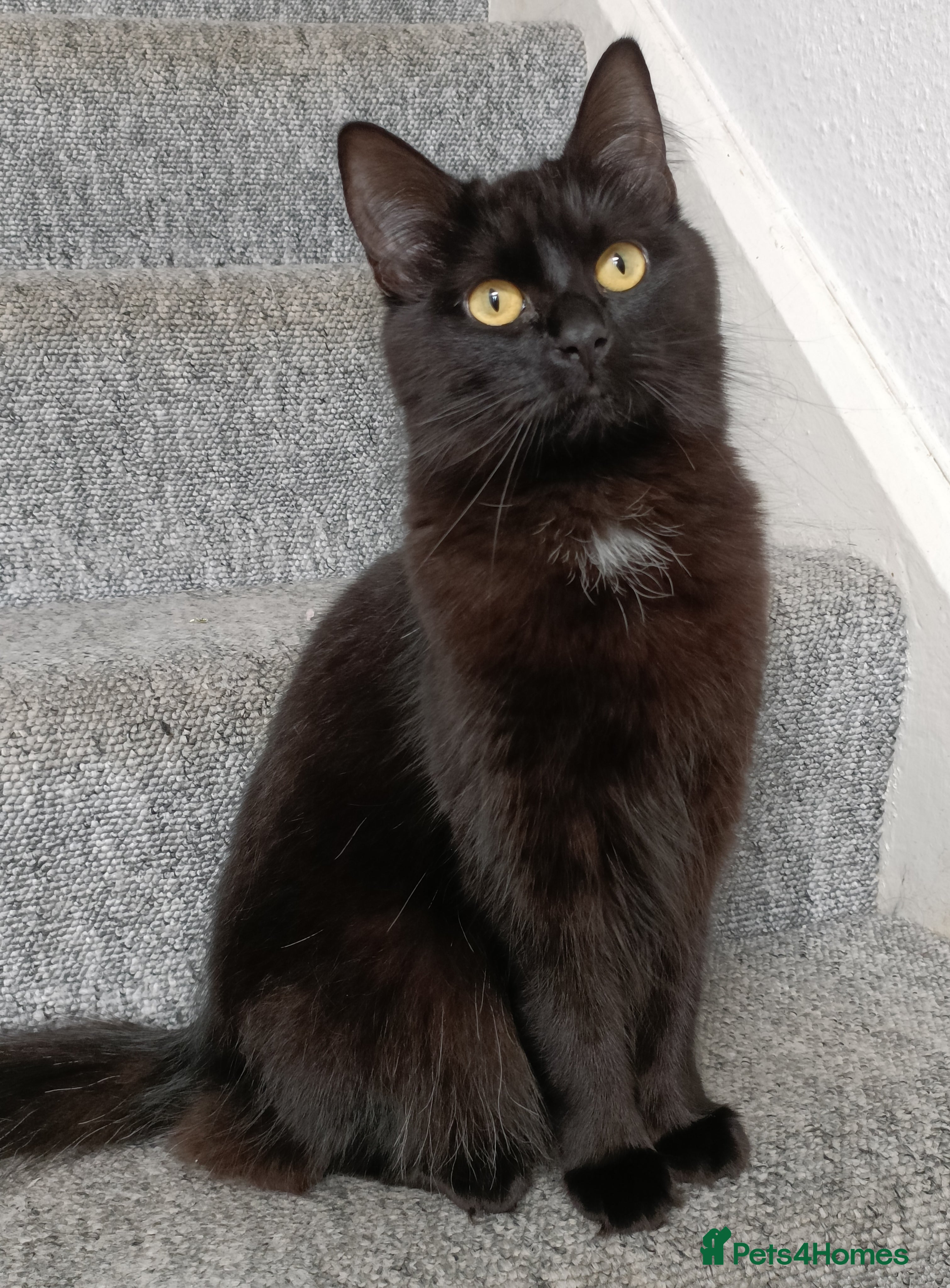 Mixed Breed cats 1 year old female cat looking for loving home  - Advert 7