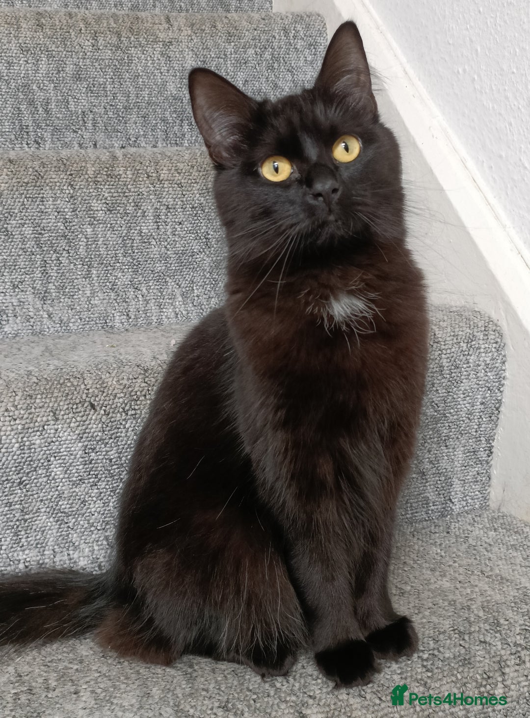 Mixed Breed cats for sale: 1 year old female cat looking for loving home  - Advert 1