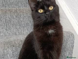 Mixed Breed cats 1 year old female cat looking for loving home - Advert 1