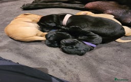 Labrador Retriever dogs for sale: Beautiful pedigree puppies ready 30th Sept - Image 12