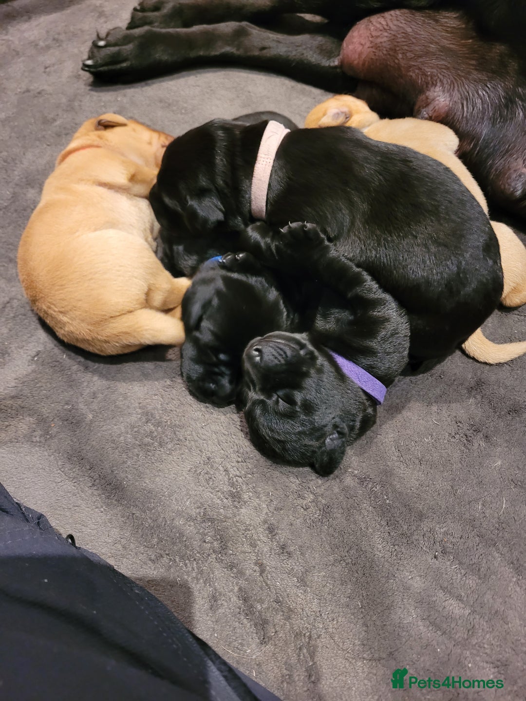 Labrador Retriever dogs for sale: Beautiful pedigree puppies ready 30th Sept - Image 12
