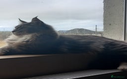 Maine Coon cats for sale: Loving boy - Image 2