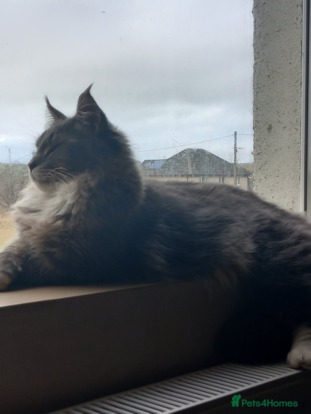 Maine Coon cats for sale: Loving boy - Image 2