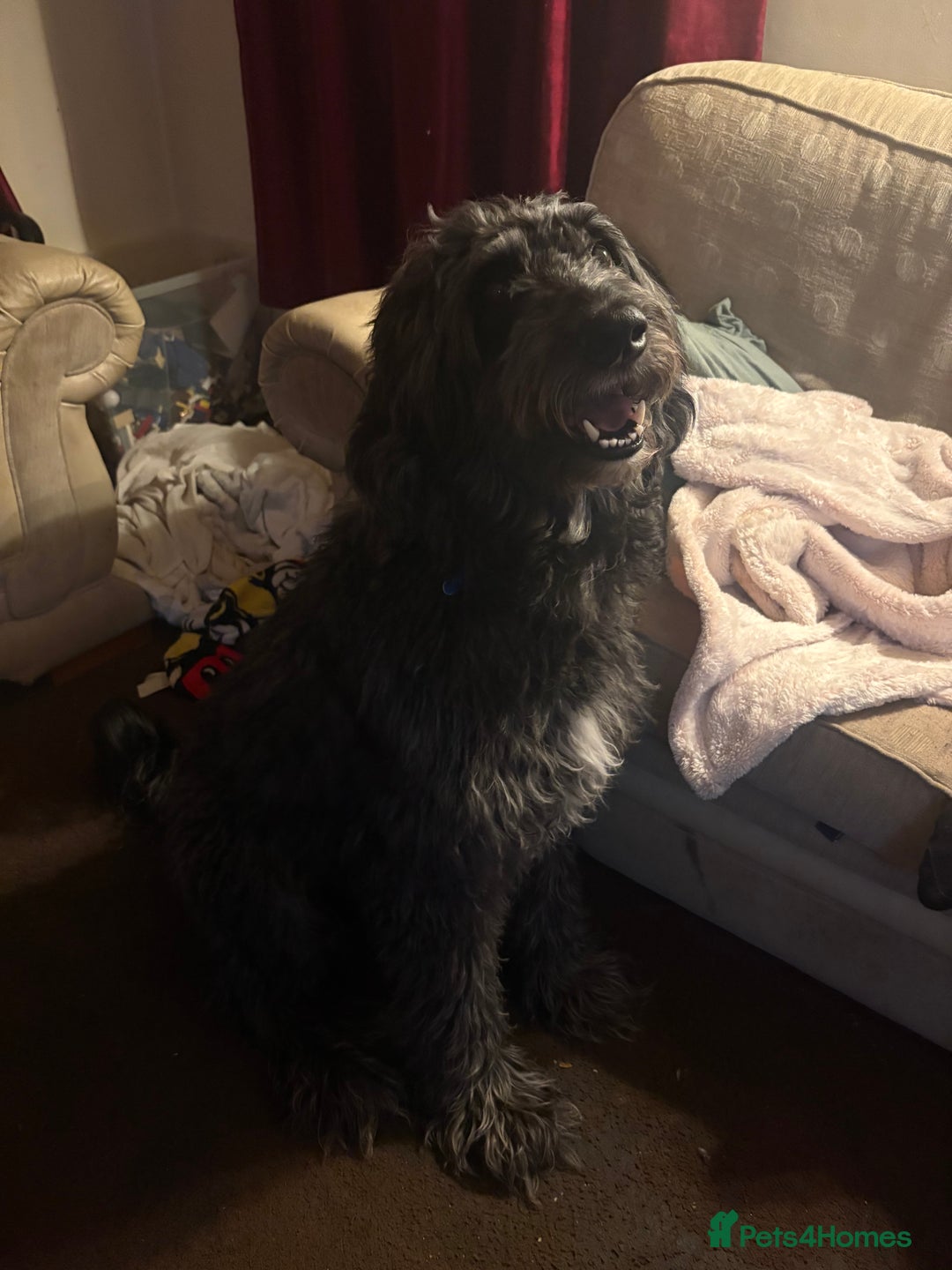 Mixed Breed dogs for sale: Whippet cross lurcher poodle puppies  - Advert 5