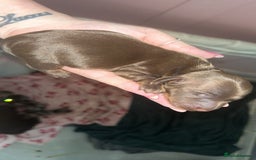 Miniature Dachshund dogs for sale: Miniature dachshund  - Image 3