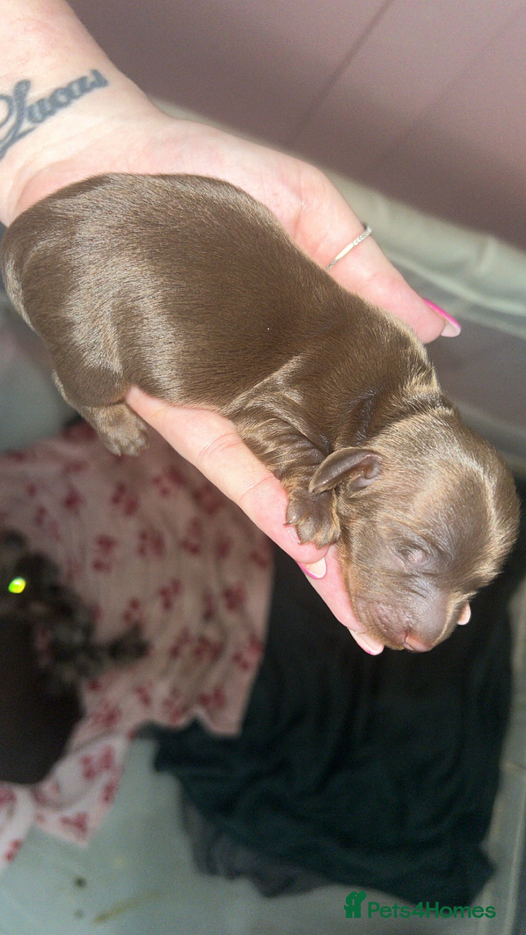 Miniature Dachshund dogs for sale: Miniature dachshund  - Image 3