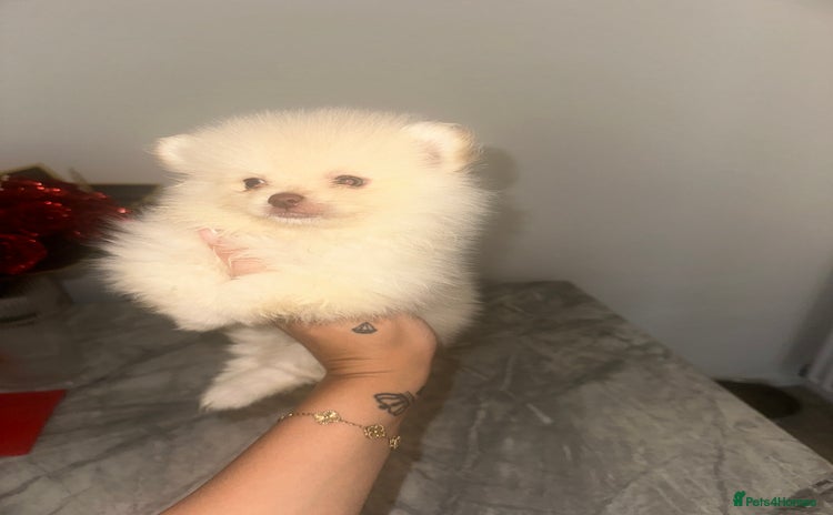 Pomeranian dogs - Advert 1