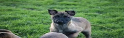 Belgian Shepherd Dog dogs for sale: Pups from JPMANK9  - Advert 30