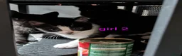 Mixed Breed cats for sale: Black Kittens with White Markings Tuxedo & Solid  - Advert 4