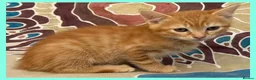Mixed Breed cats for sale: Beautiful Kittens for sale. - Advert 7