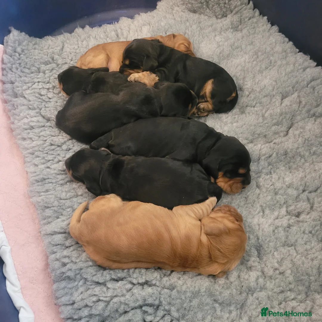 Cocker Spaniel dogs for sale: Stunning Show-Type Cocker Spaniel  - Advert 10