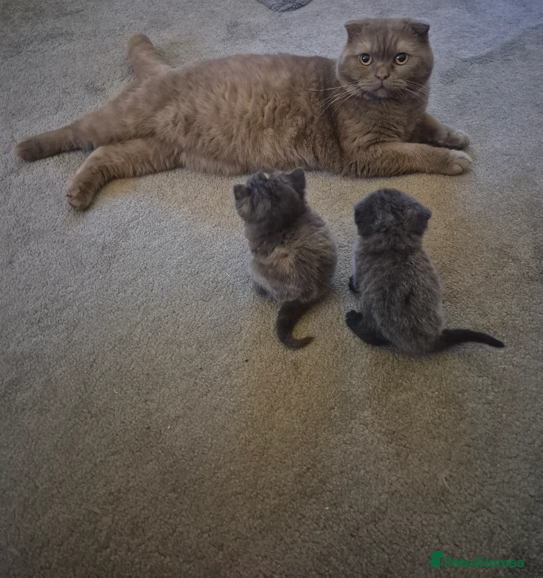 Scottish Fold cats for sale: *Reduced*TICA REGISTERED  - Advert 4