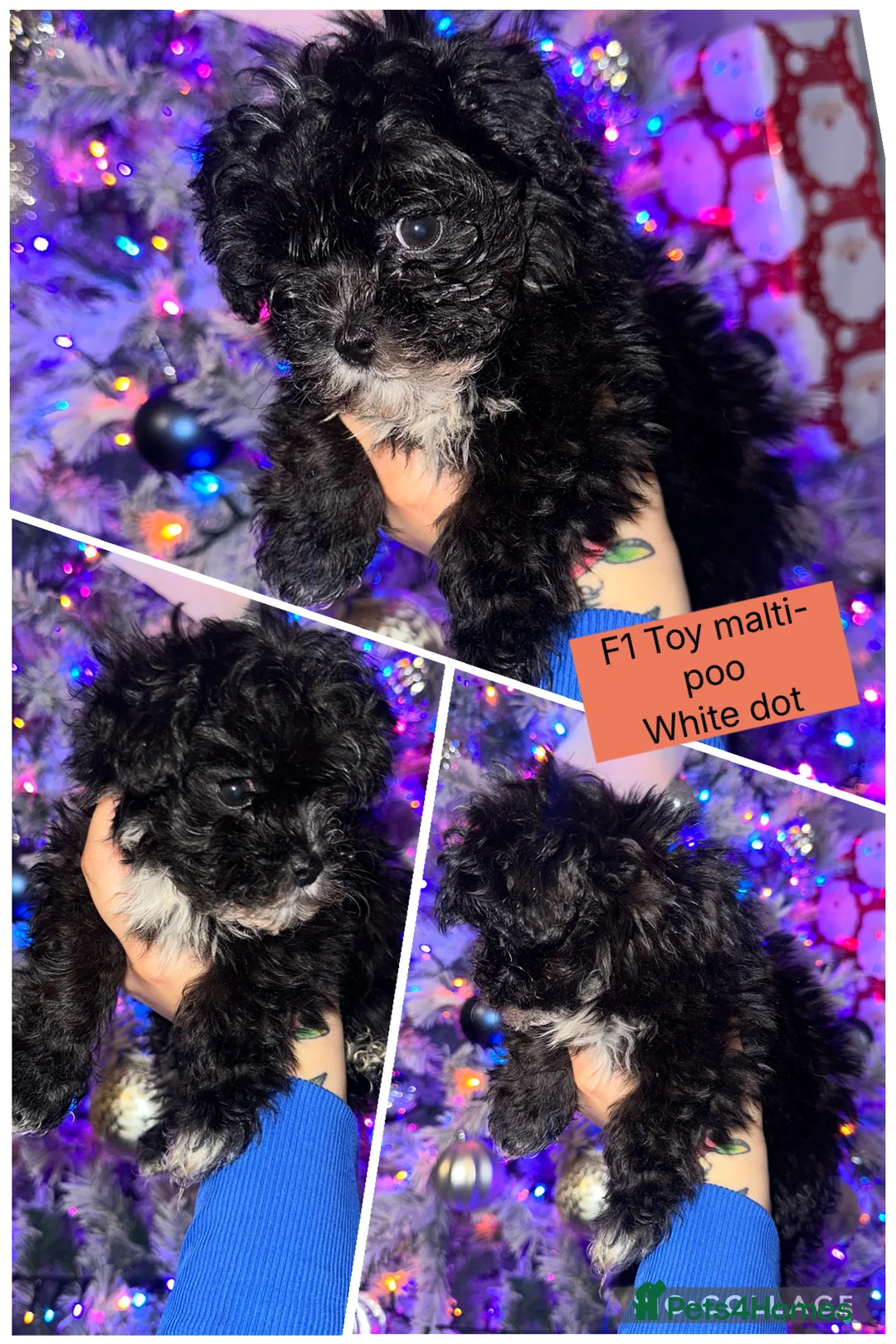 Maltipoo dogs for sale: F1 Toy Maltipoos - Advert 7