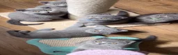 British Shorthair cats for sale: Adorable British short hair kittens - Advert 3