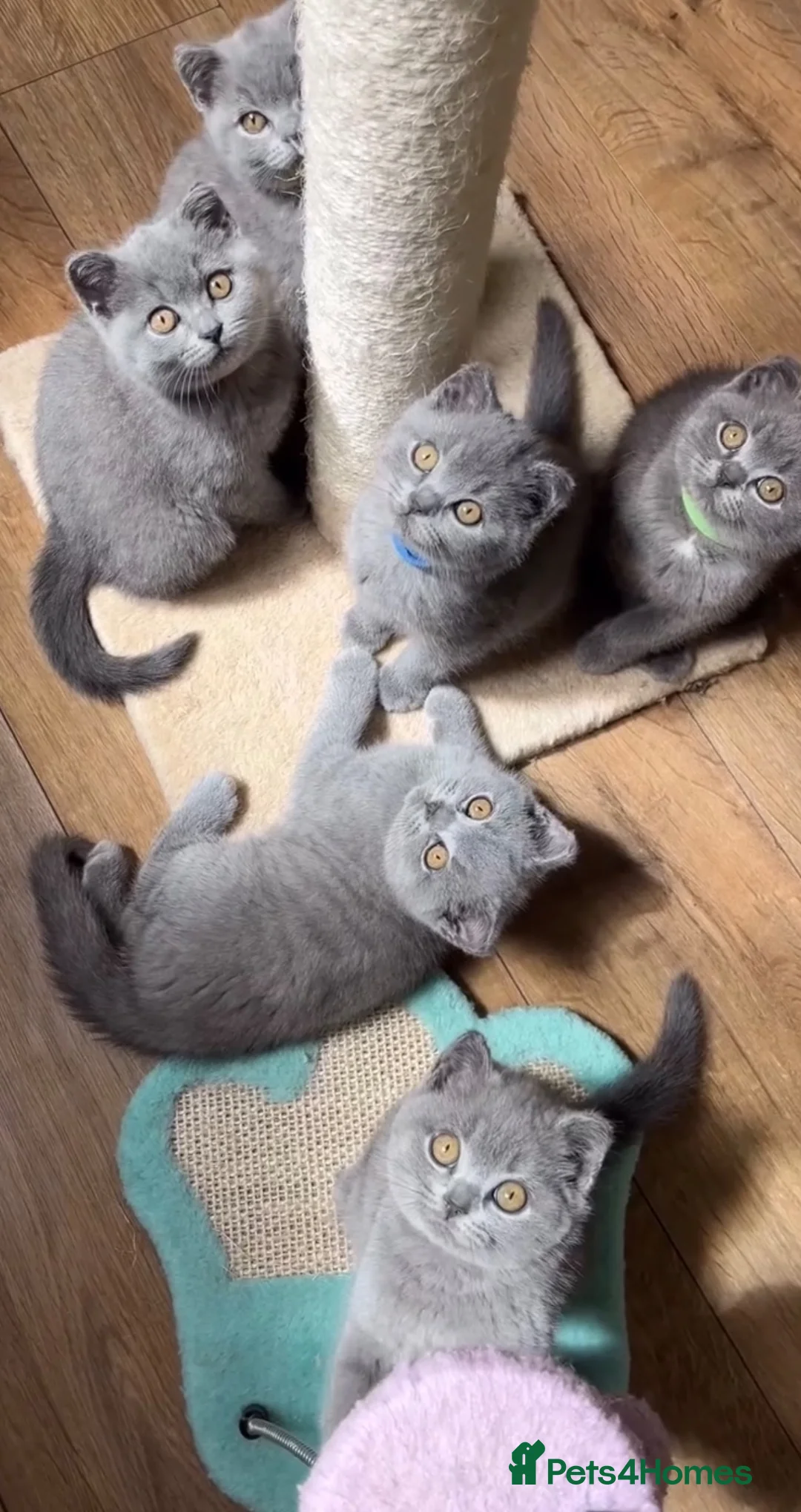 British Shorthair cats for sale: Adorable British short hair kittens - Advert 3