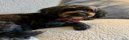 Cockapoo dogs for sale: F1bcockapoo puppies - DNA Health test clear  in Staines - Advert 2
