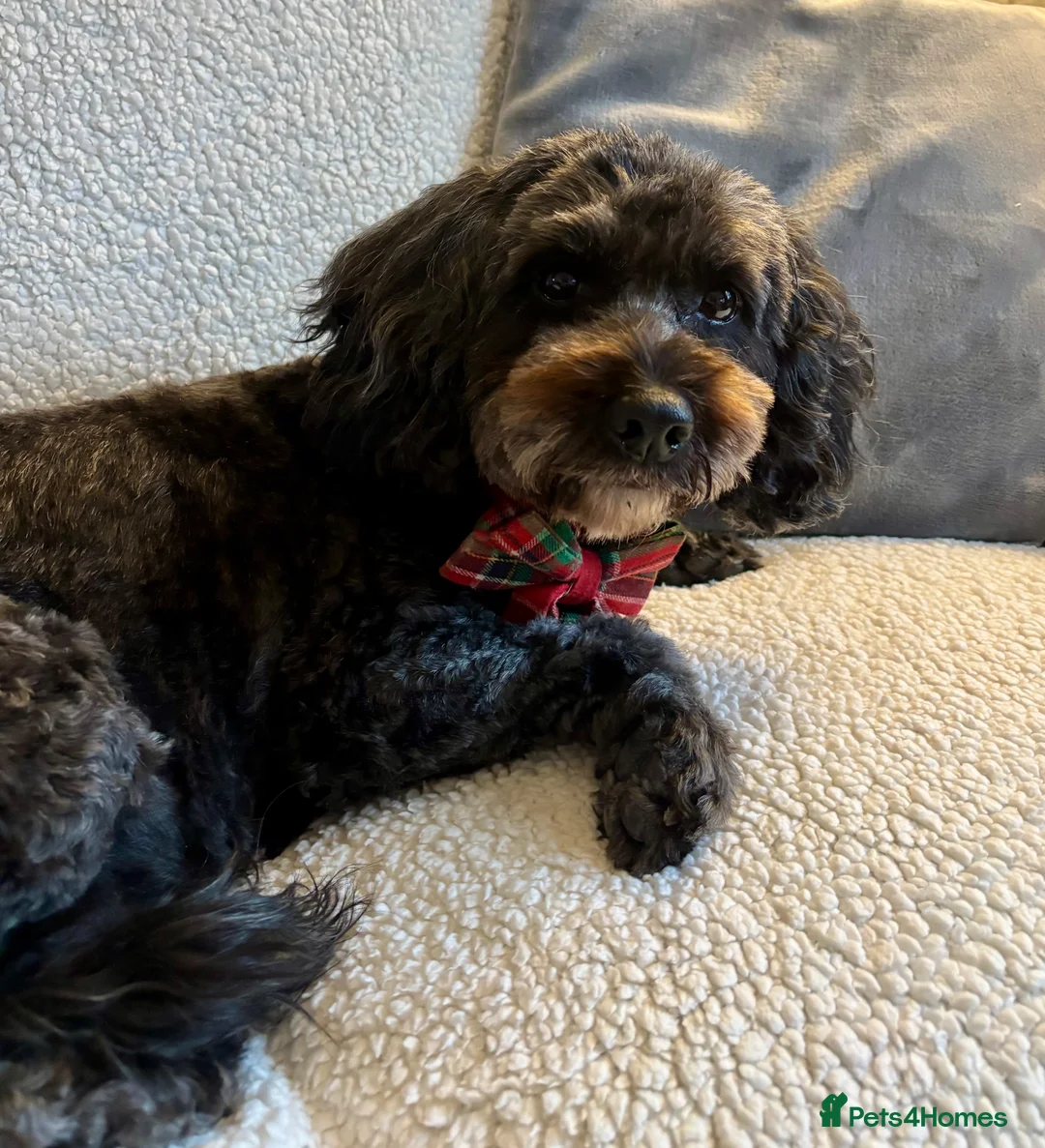 Cockapoo dogs for sale: F1bcockapoo puppies - DNA Health test clear  in Staines - Advert 2