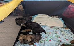 Mixed Breed dogs for sale: F1b cockapoo - Image 12