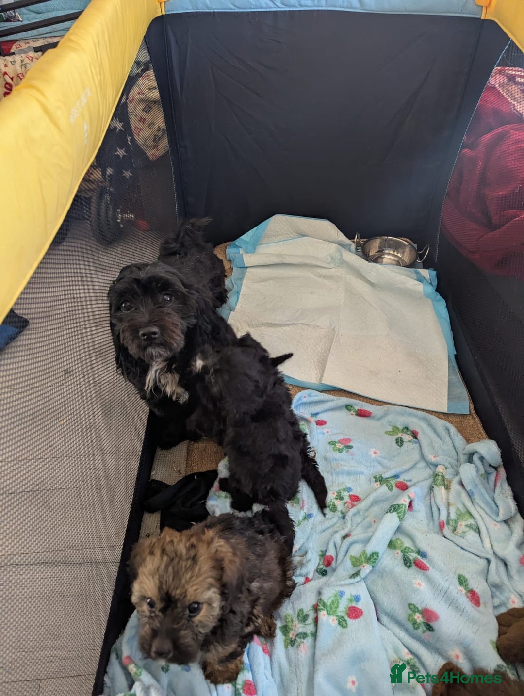 Mixed Breed dogs for sale: F1b cockapoo - Image 12
