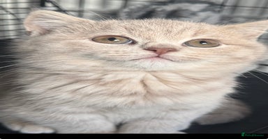 British Shorthair cats Bsh Cute Teddy Bears  - Advert 6