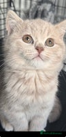 British Shorthair cats Bsh Cute Teddy Bears - Advert 4